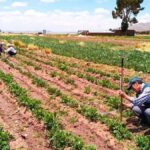 Huanchaco entre las 100 playas más icónicas del mundo, según nuevo ranking internacional