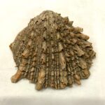 Trasladarán temporalmente oficinas de la MPT al Complejo Chan Chan